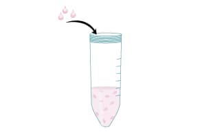 Thaw aliquots of Methylcellulose Stock Solution at room temperature