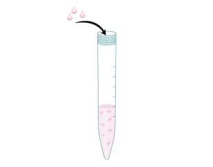 Transfer the appropriate volume of cells plus a slight excess into a new 15 mL centrifuge tube