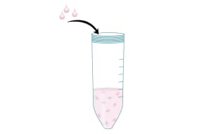 Prepare a suspension of rat bone marrow cells through a 70 &icro;m nylon strainer