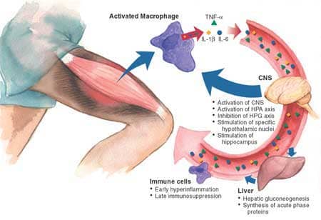 Cytokines and Overtraining: R&D Systems