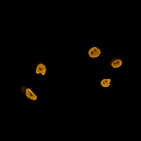 MAB8318 (H2AFY, ICC)