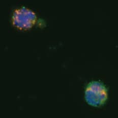 Detection of NKp46 and Granzyme B Expression in Human NK Cells Isolated using the MagCellect Human NK Cell Isolation Kit. border=