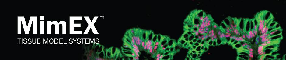 MimEX 3-dimensional tissue model systems