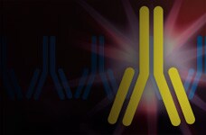 Monoclonal Antibodies