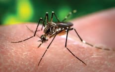 Aedes Aegypti Mosquito