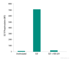 EGF R Phosphorylation & Inhibition