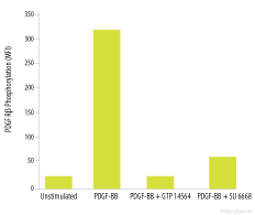 EGF R Phosphorylation & Inhibition