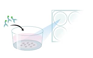 Add primary antibody in appropriate culture media to cells.