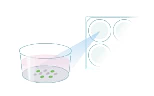 Visualize using a fluorescence microscope