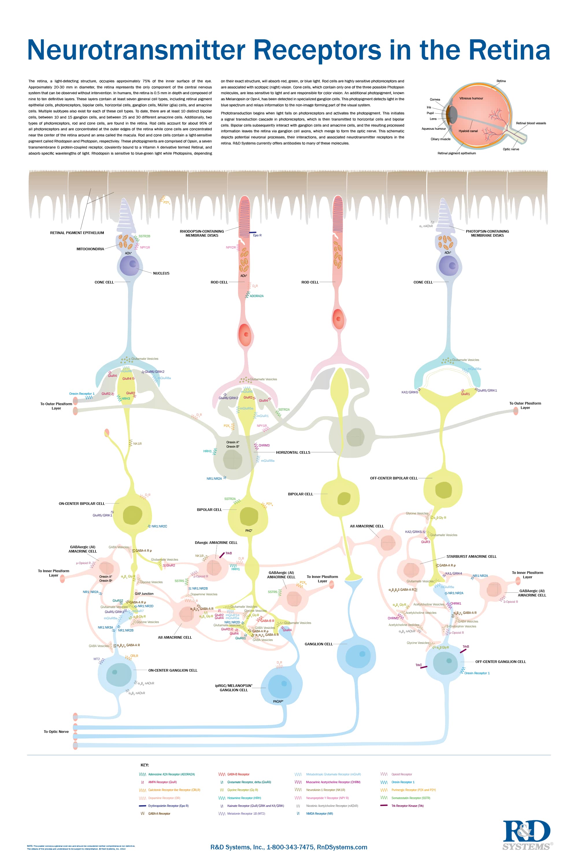 Neurotransmitter Diagram