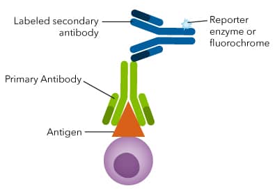 Primary and Secondary Antibody