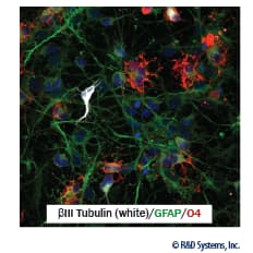 CryoDefend-Stem Cells media preserves multipotency of neural progenitor cells