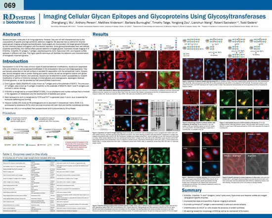 Imaging Cellular Glycan Epitopes and Glycoproteins Using Glycosyltransferases