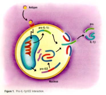 Pro-Interleukin-1B/ICE Interaction