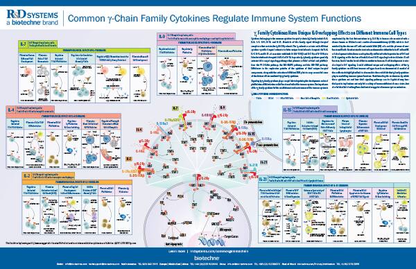 Common gamma-Chain Family Cytokines Play a Pivotal Role in Regulating Immune System Functions Common gamma-Chain Family Cytokines Play a Pivotal Role in Regulating Immune System Functions
