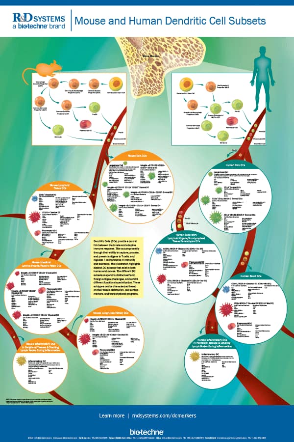 Mouse & Human Dendritic Cell Subsets Poster