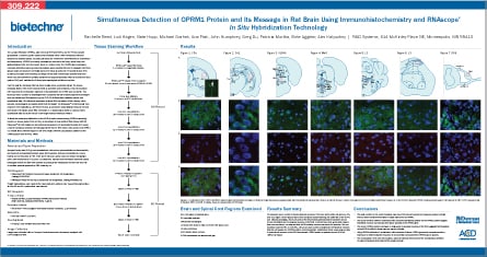 Simultaneous Detection of OPRM1 Protein and Its Message in Rat Brain Using Immunohistochemistry and RNAscope In Situ Hybridizati