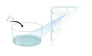 Prepare Poly-L-Ornithine- and Fibronectin-coated coverslips