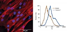 Differentiation of Pluripotent Stem Cells into Cardiomyocytes