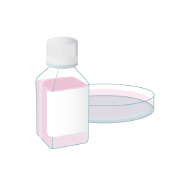 cell culture