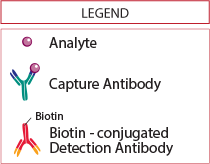 Quantikine HS ELISA Kit Principle Legend