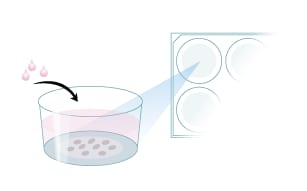 Live Cell Immunocytochemistry Procedure Overview Step 1