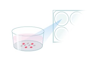 Live Cell Immunocytochemistry Procedure Overview Step 3