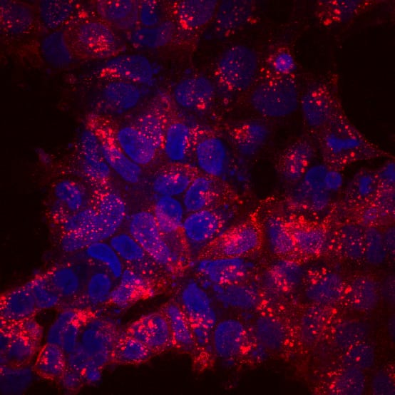 GloLIVE Human TRA-1-81 NL557 Live Cell MAb (Cl TRA-1-81) (NLLC16581R ...