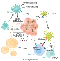 TSLP Mediates Cross Talk Between Cancer Cells and the Immune System.