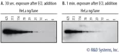 Detection of GAPDH in HeLa Cell Llysates Visualized with VisULite MAXTM ECL Western Blotting Substrate Using X-ray Film or CCD Imaging System