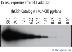 Detection of Recombinant Human CRP Visualized with VisULite MAXTM ECL Western Blotting Substrate