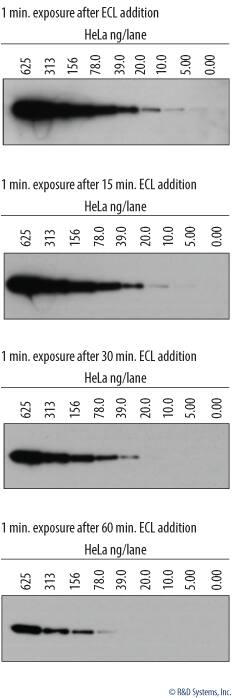 Signal duration with VisULiteTM ECL Western Blotting Substrate