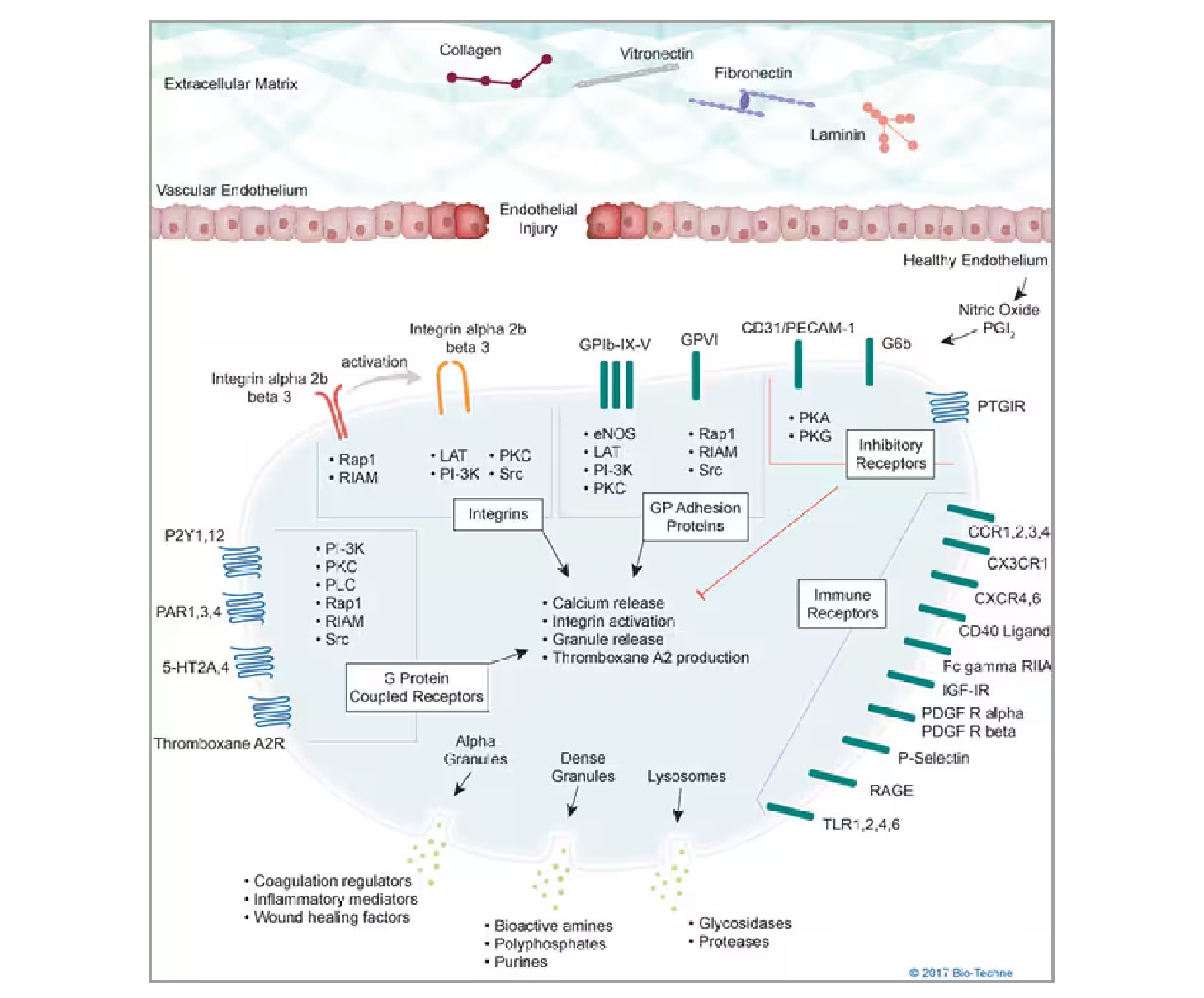 Platelet Activation