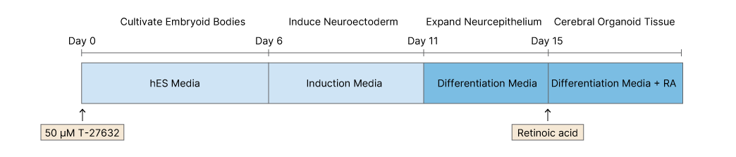 Cerebral Organoids Protocol Timeline Img