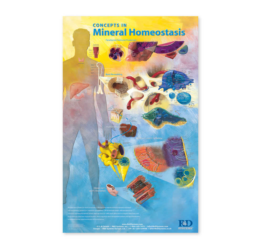 Concepts in Mineral Homeostasis Poster