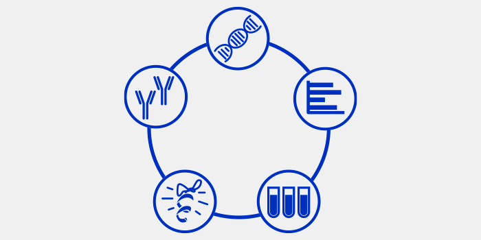 five pillar antibody validation workflow 