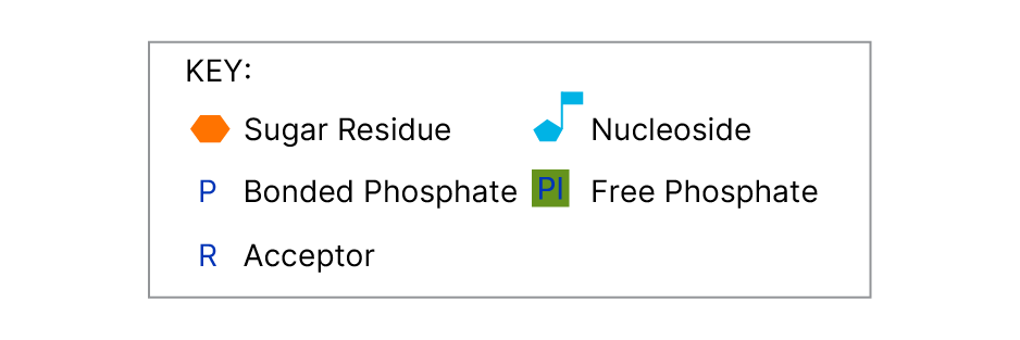 Glycosyltransferase Activity Kit Assay Principle key