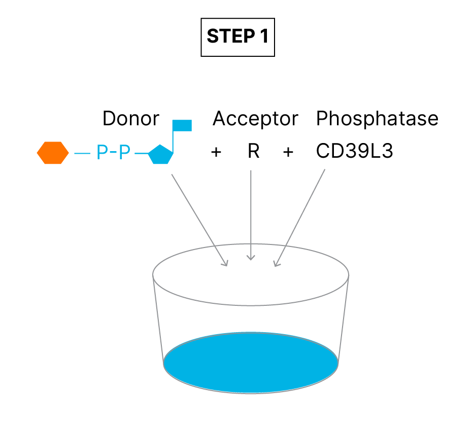 Glycosyltransferase Activity Kit Assay Principle fig 1