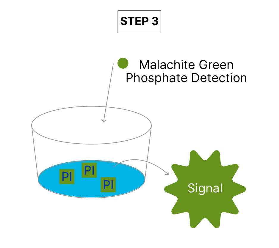 Glycosyltransferase Activity Kit Assay Principle fig 3