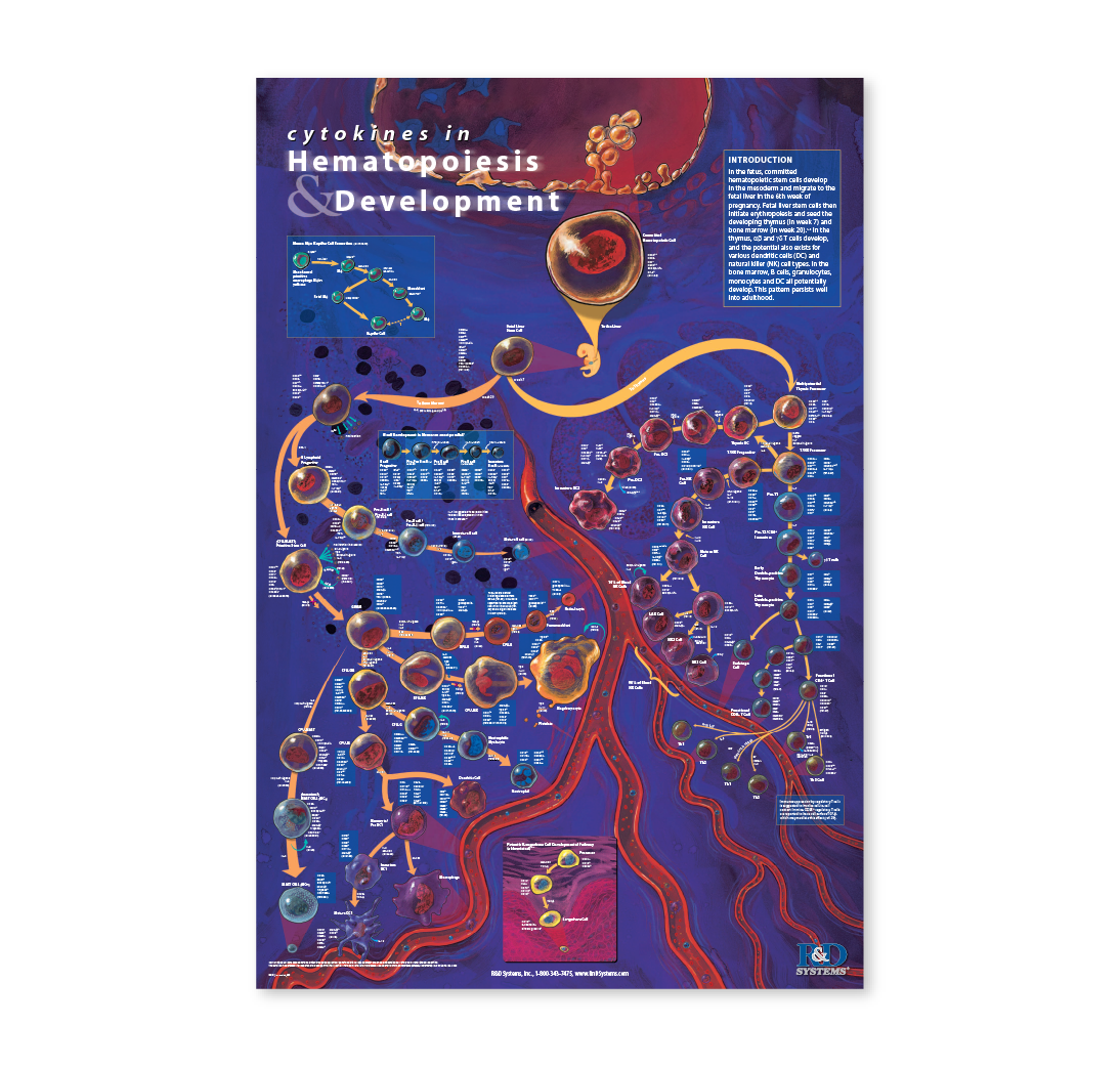 Hematopoiesis and Development Poster