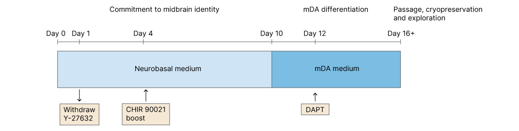 hescs into Dopaminergic Neurons Timeline
