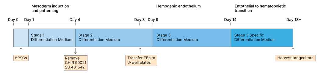 Timeline for the generation of hematopoietic progenitor cells from human pluripotent stem cells (hPSCs)