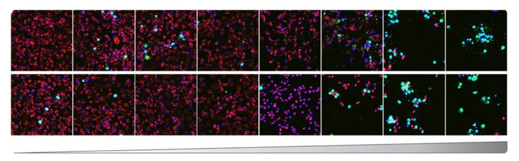 MCF-7 cells stained with non-toxic MortaLIVE™ Non-Toxic Dye Figure 3