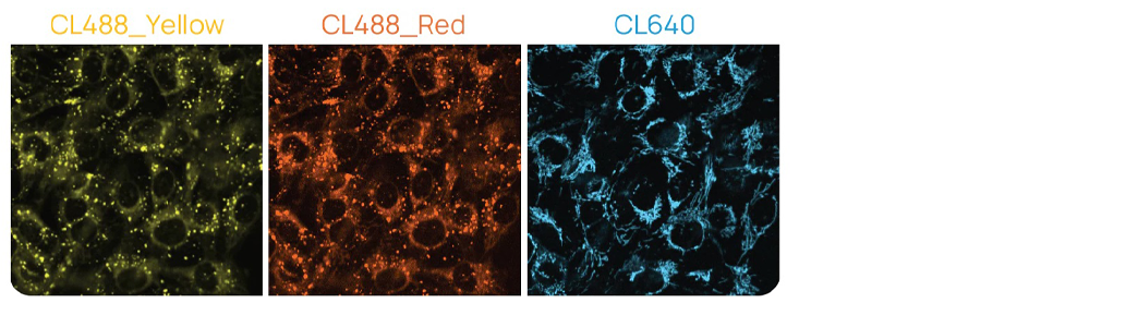 MCF-7 cells stained with ChromaLIVE™ Deep Red Figure 2