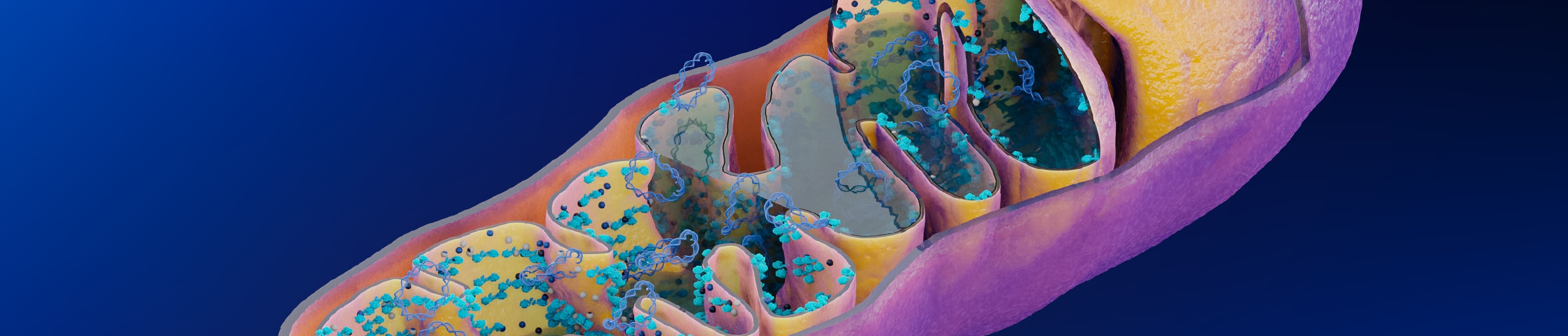 Mechanisms of Neurodegeneration: Mitochondrial Dysfunction and Oxidative Stress thumb