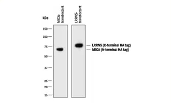 Detection of HA-tagged Proteins by Western Blot graph