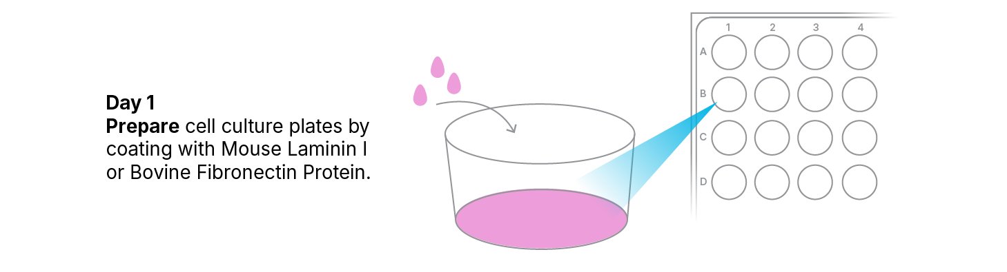 Protocol for Culturing Embryonic Chick Dorsal Root Ganglion Neurons
