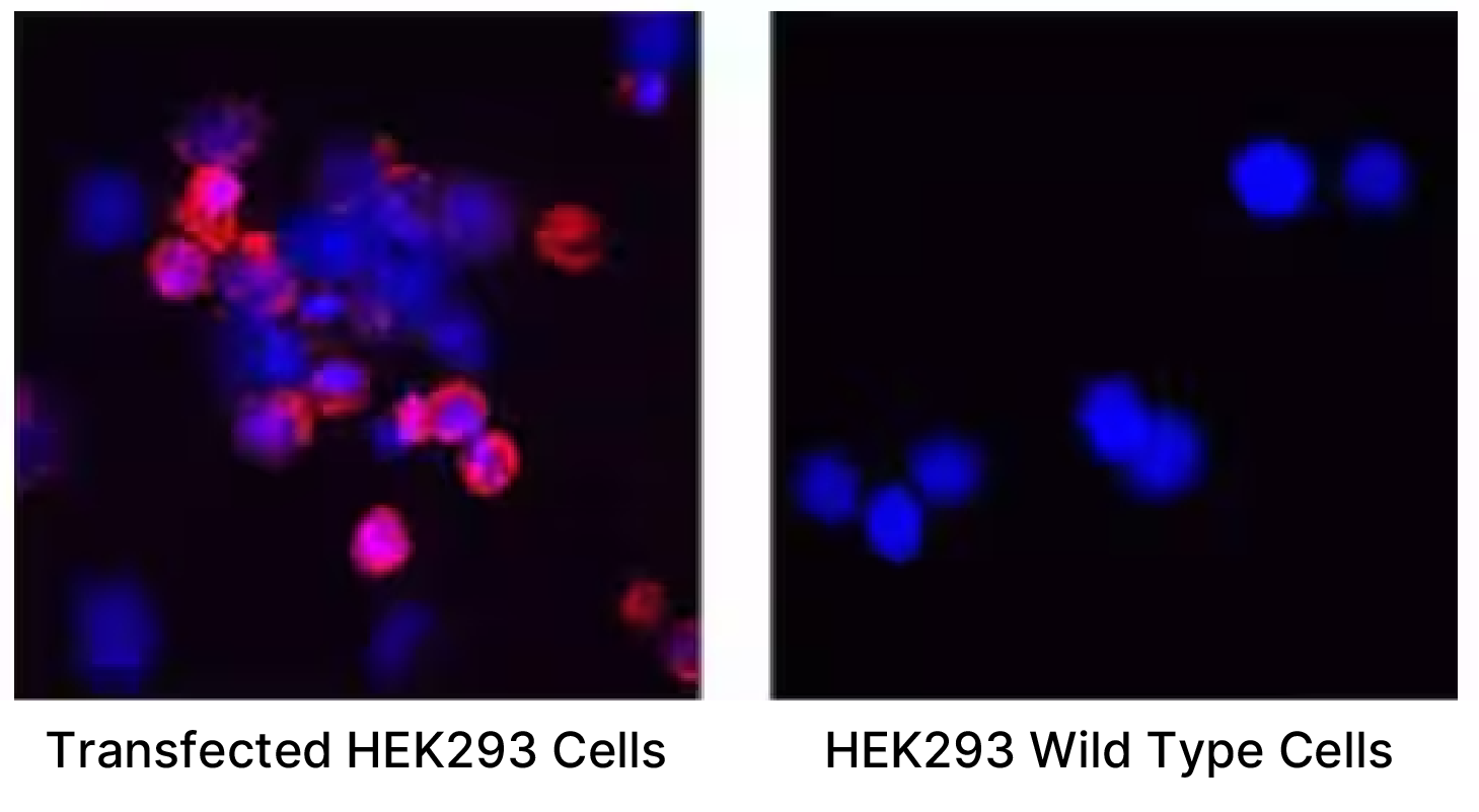 ICC analysis of Spike RBD in HEK293 cells transfected with SARS-CoV-2 B.1.351S.