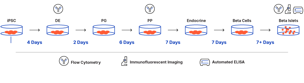 PSC-Derived β Islet Therapy Workflow 