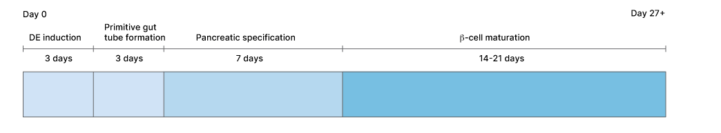 Timeline for Generation of Beta Cells from hPSCs